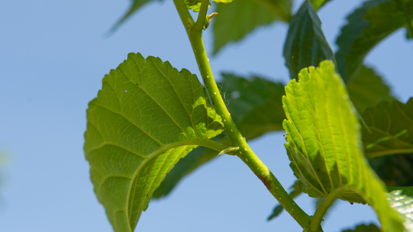 Ulmus 'Wanoux' twijgen