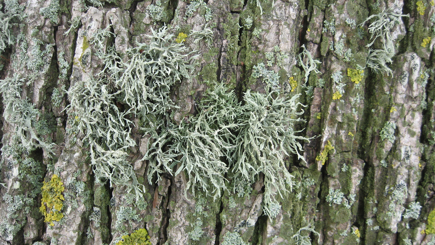 Ulmus x hollandica 'Belgica' Rinden