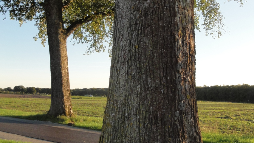 Ulmus x hollandica 'Belgica' Rinden