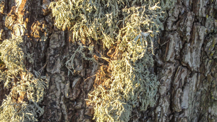 Ulmus x hollandica 'Belgica' Rinden