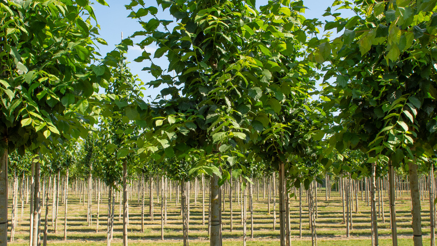 Ulmus x hollandica 'Belgica' hochstämmig