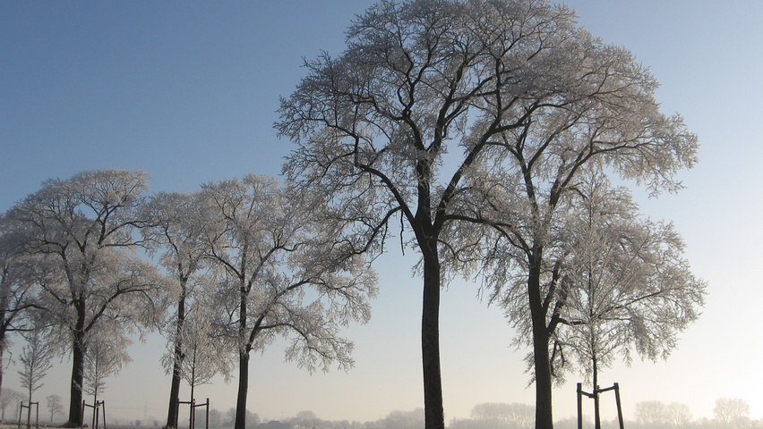 Ulmus x hollandica 'Belgica' hochstämmig