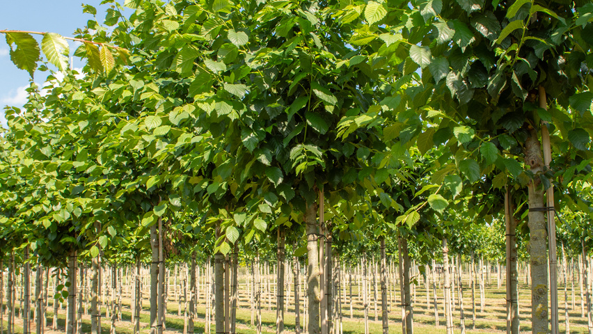 Ulmus x hollandica 'Belgica' hochstämmig