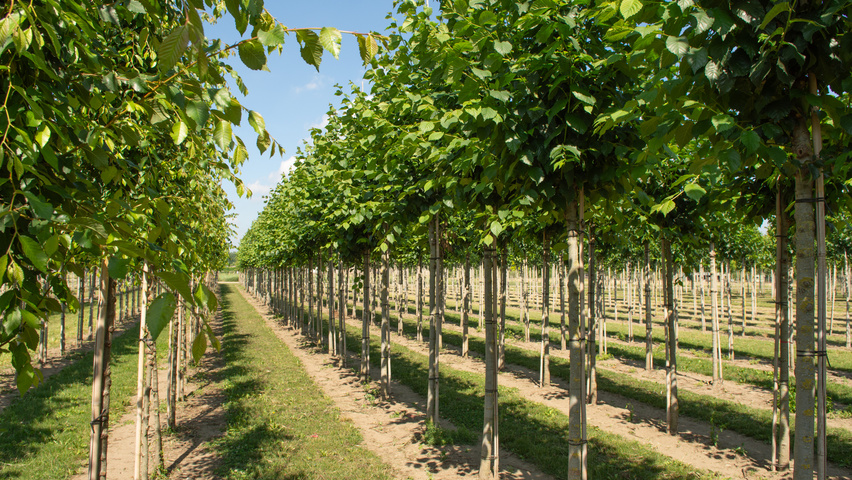 Ulmus x hollandica 'Belgica' hochstämmig