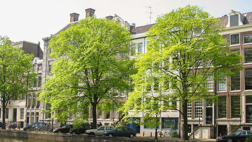 Ulmus x hollandica 'Belgica' hochstämmig