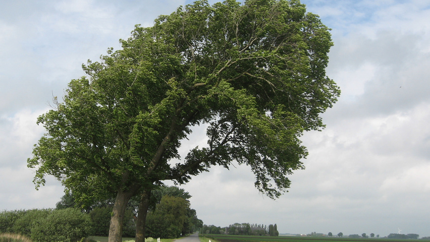 Ulmus x hollandica 'Belgica' hochstämmig