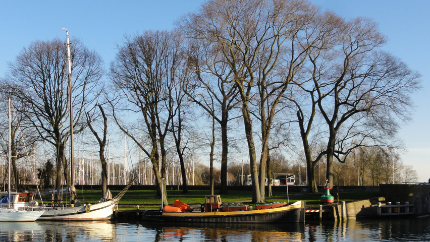 Ulmus x hollandica 'Belgica' hochstämmig