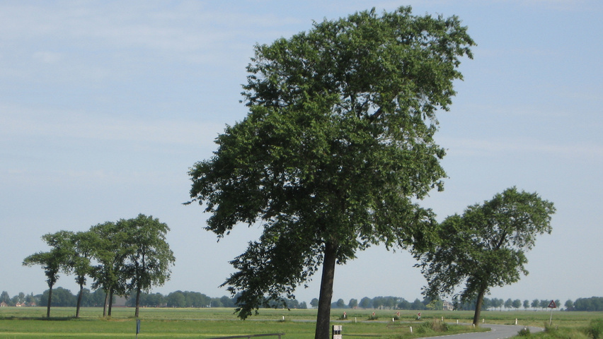 Ulmus x hollandica 'Belgica' hochstämmig