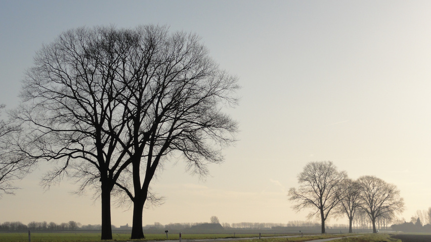 Ulmus x hollandica 'Belgica' hochstämmig