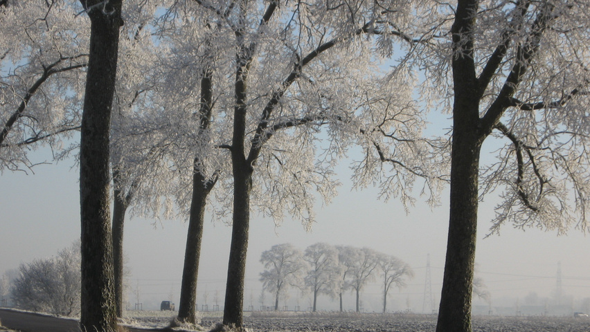 Ulmus x hollandica 'Belgica' hochstämmig