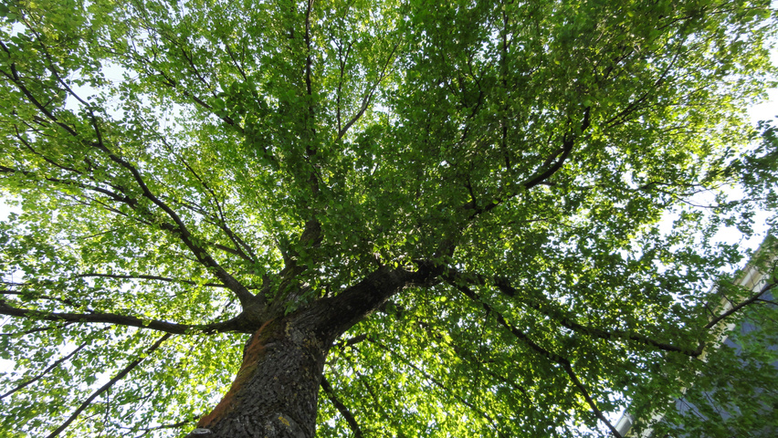 Ulmus x hollandica 'Belgica' Blatt