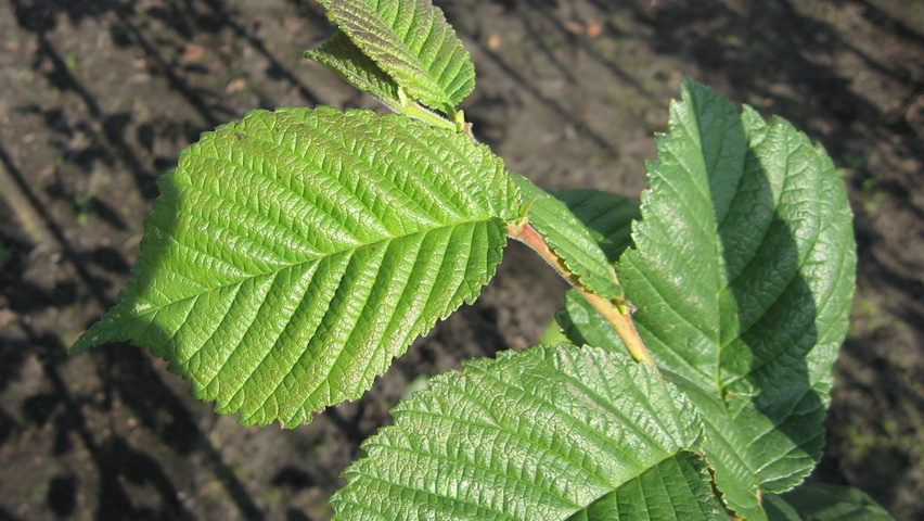 Ulmus x hollandica 'Belgica' Blatt