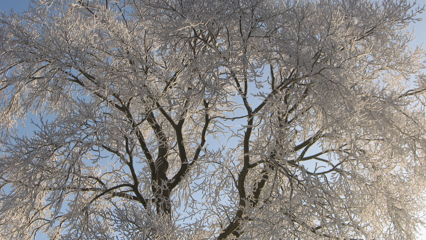 Ulmus x hollandica 'Belgica' Zweige