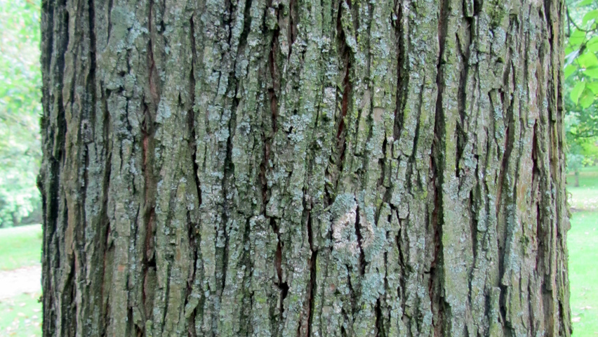 Ulmus x hollandica 'Commelin' Rinden