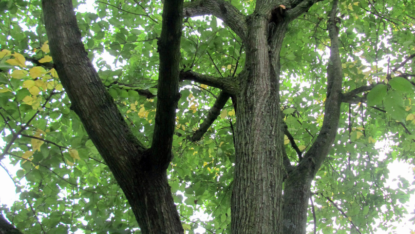 Ulmus x hollandica 'Commelin' Rinden