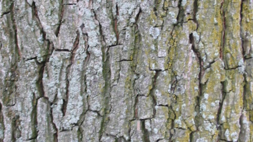 Ulmus x hollandica 'Commelin' Rinden