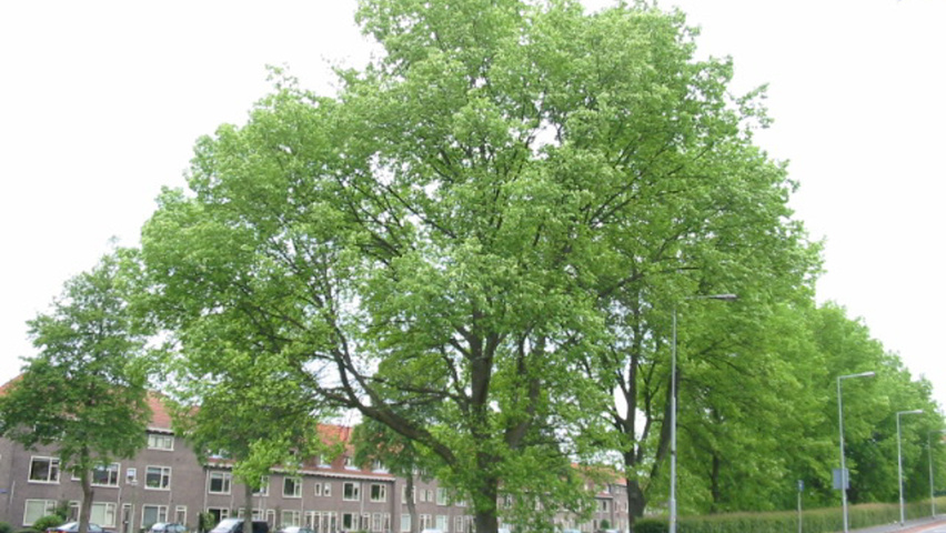 Ulmus x hollandica 'Commelin' hochstämmig