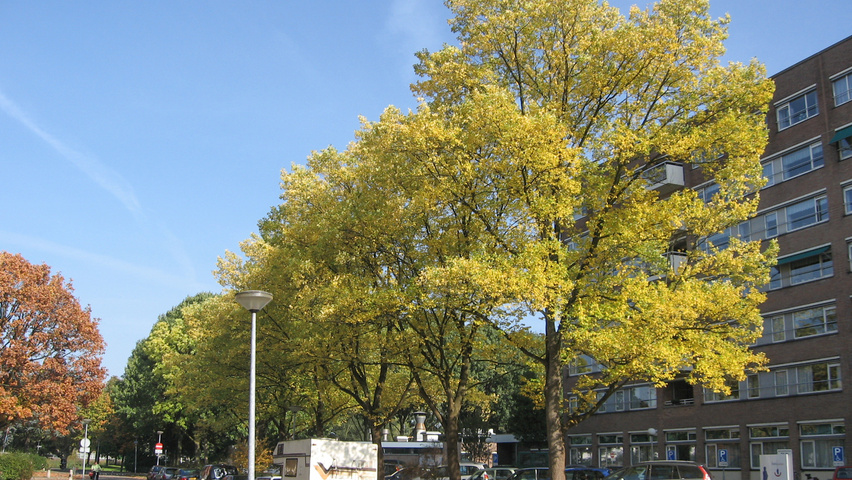 Ulmus x hollandica 'Commelin' hochstämmig