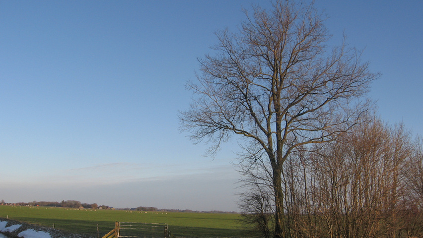 Ulmus x hollandica 'Commelin' hochstämmig