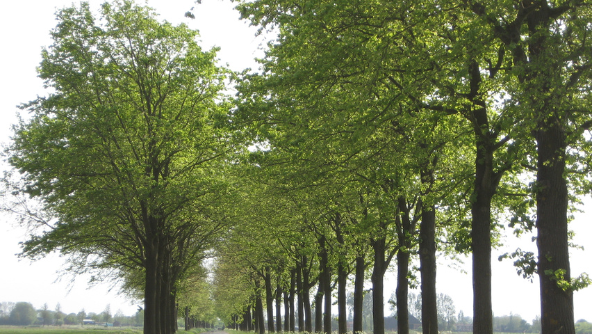 Ulmus x hollandica 'Commelin' hochstämmig