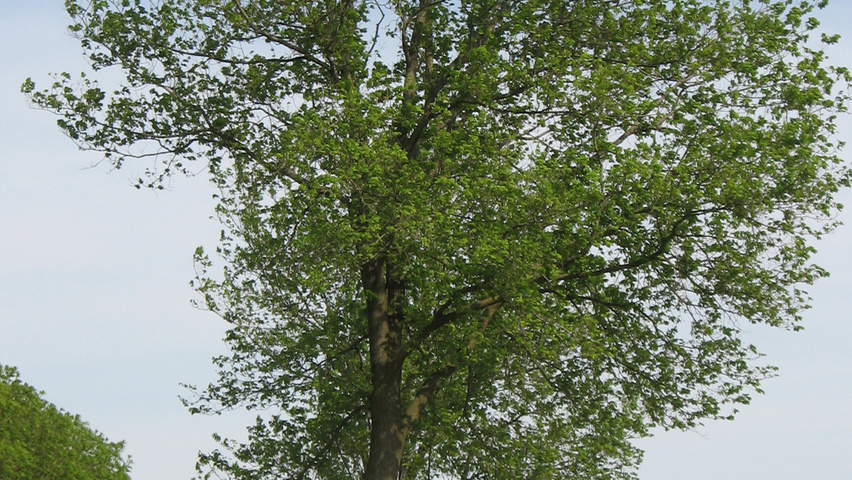 Ulmus x hollandica 'Commelin' hochstämmig