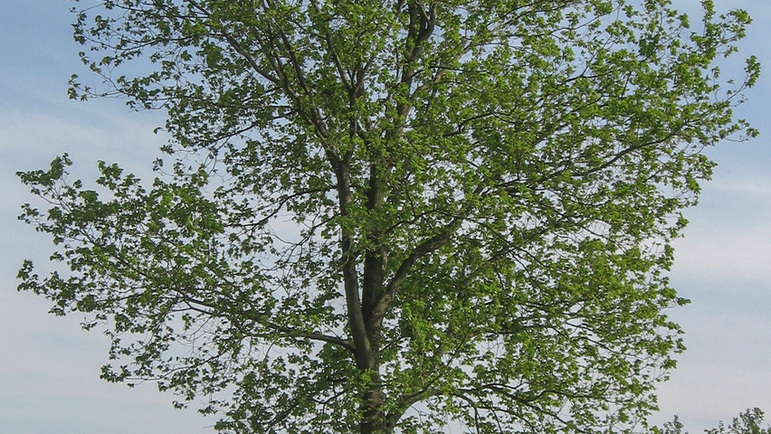 Ulmus x hollandica 'Commelin' hochstämmig