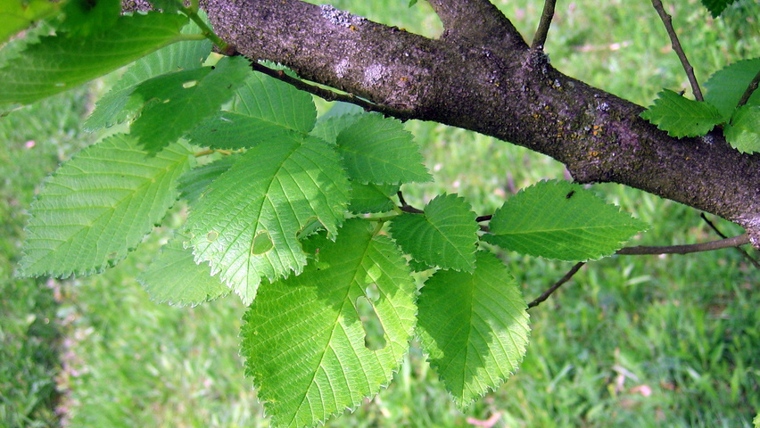 Ulmus x hollandica 'Commelin' Blatt