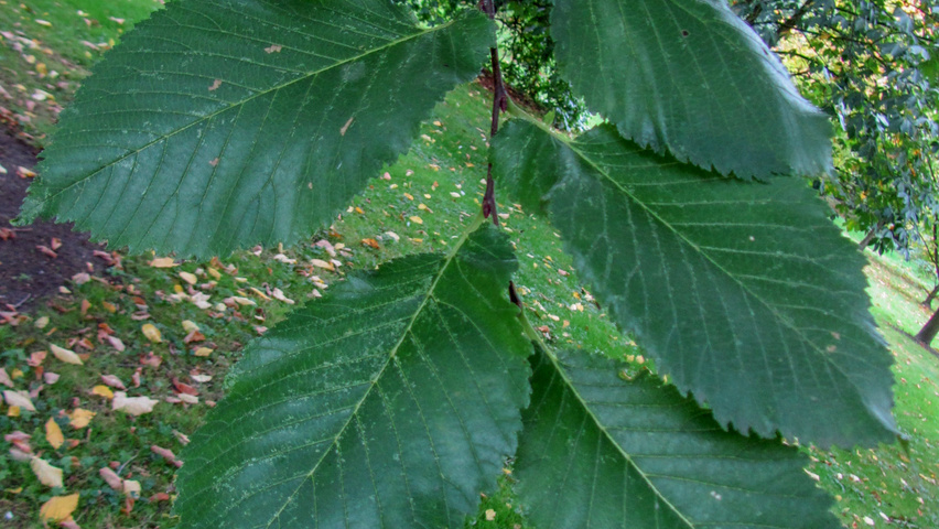 Ulmus x hollandica 'Commelin' Blatt