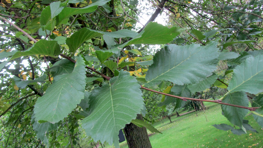 Ulmus x hollandica 'Commelin' Blatt