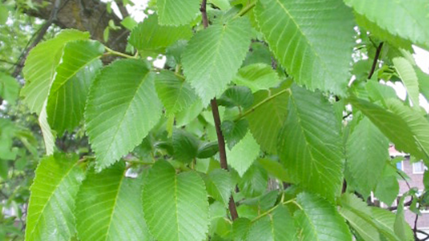 Ulmus x hollandica 'Commelin' Blatt