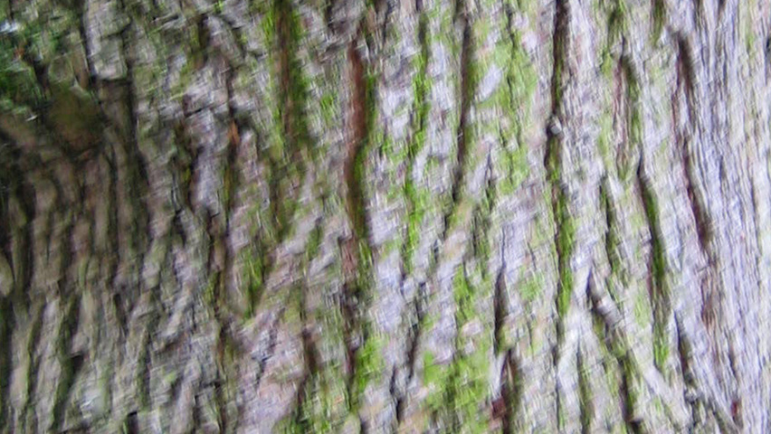 Ulmus x hollandica 'Dampieri' bast