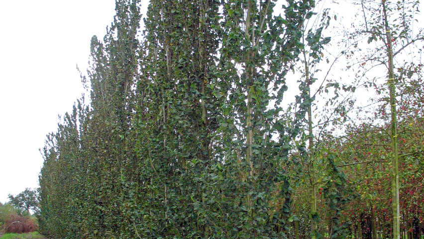 Ulmus x hollandica 'Dampieri' beveerd