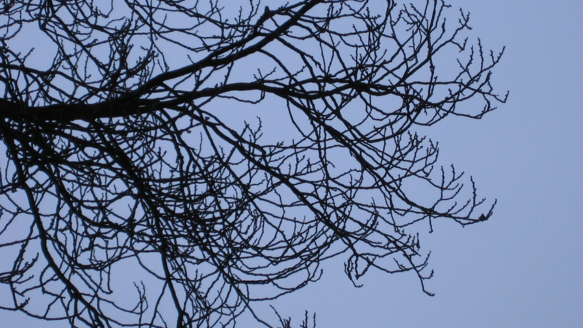 Ulmus x hollandica 'Dampieri' twijgen