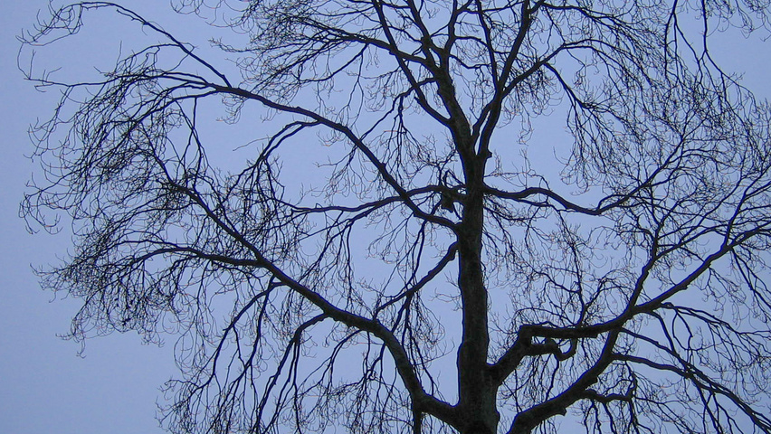 Ulmus x hollandica 'Dampieri' twijgen