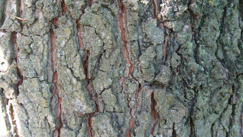Ulmus x hollandica 'Groeneveld' bark
