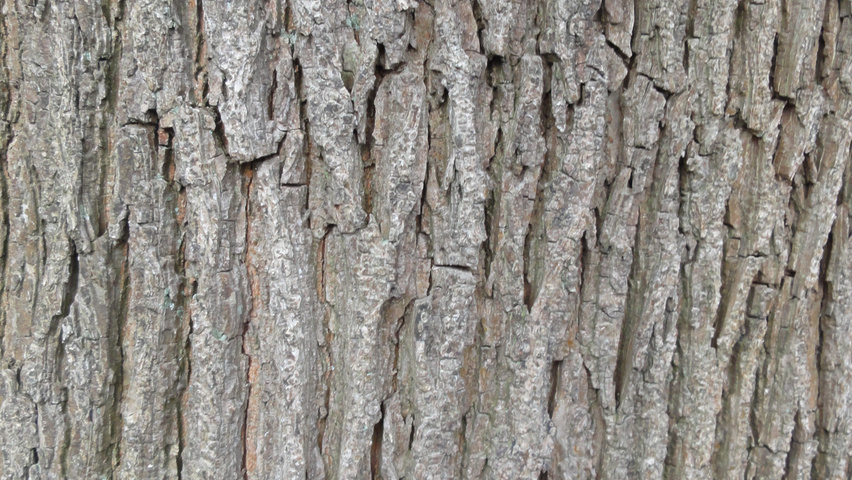 Ulmus x hollandica 'Groeneveld' bark