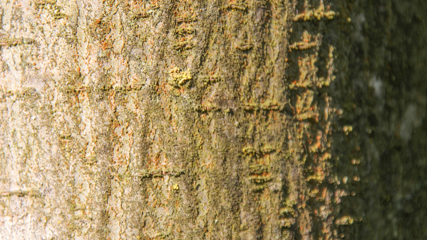 Ulmus x hollandica 'Groeneveld' bark