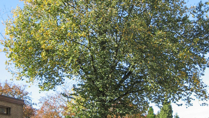 Ulmus x hollandica 'Groeneveld' standard tree