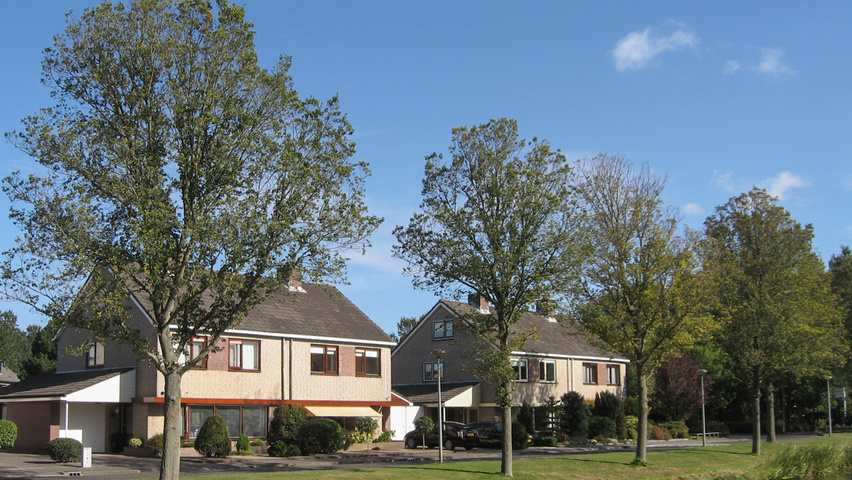 Ulmus x hollandica 'Groeneveld' standard tree