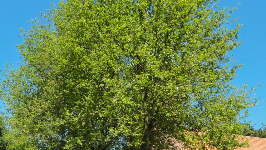 Ulmus x hollandica 'Groeneveld' standard tree