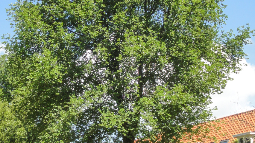 Ulmus x hollandica 'Groeneveld' standard tree