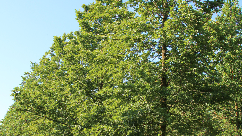 Ulmus x hollandica 'Groeneveld' standard tree