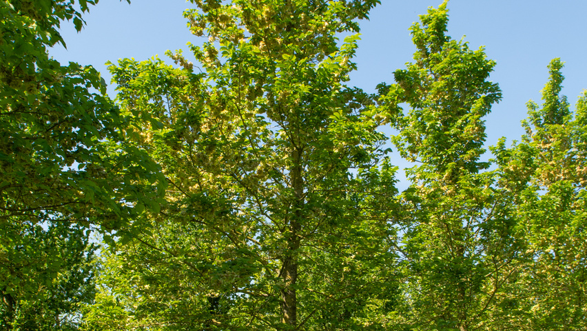 Ulmus x hollandica 'Groeneveld' standard tree