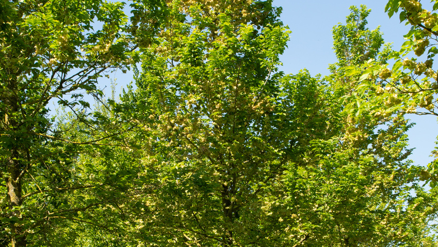 Ulmus x hollandica 'Groeneveld' standard tree