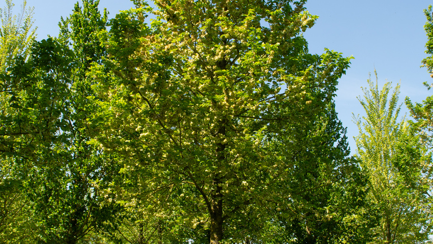 Ulmus x hollandica 'Groeneveld' standard tree