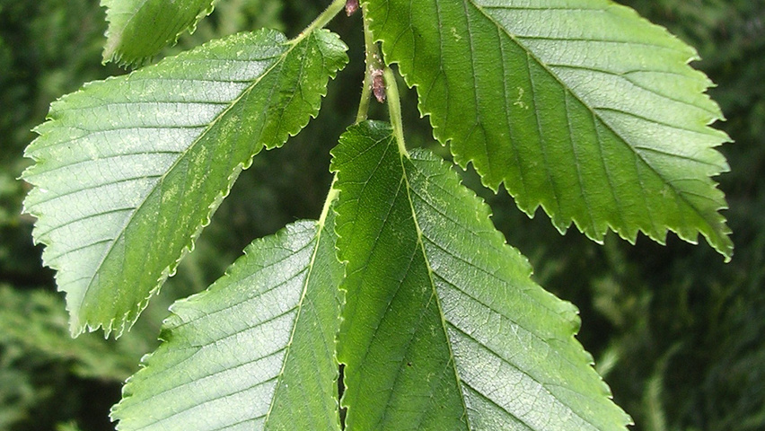 Ulmus x hollandica 'Groeneveld' leaves