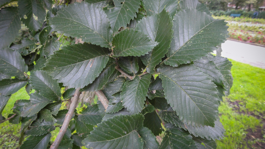 Ulmus x hollandica 'Groeneveld' leaves