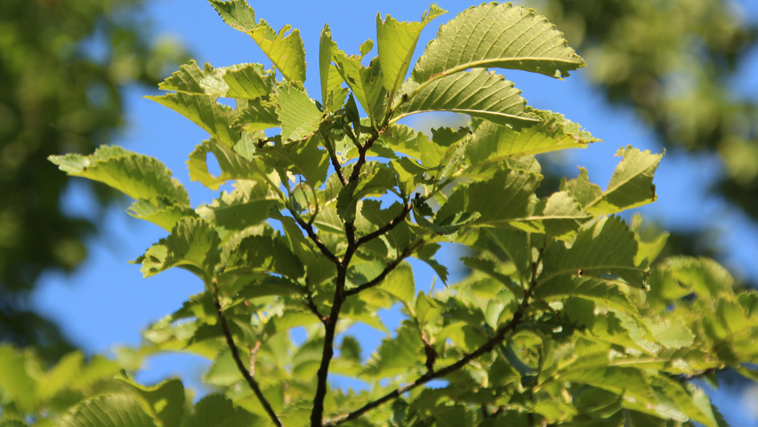 Ulmus x hollandica 'Groeneveld' leaves