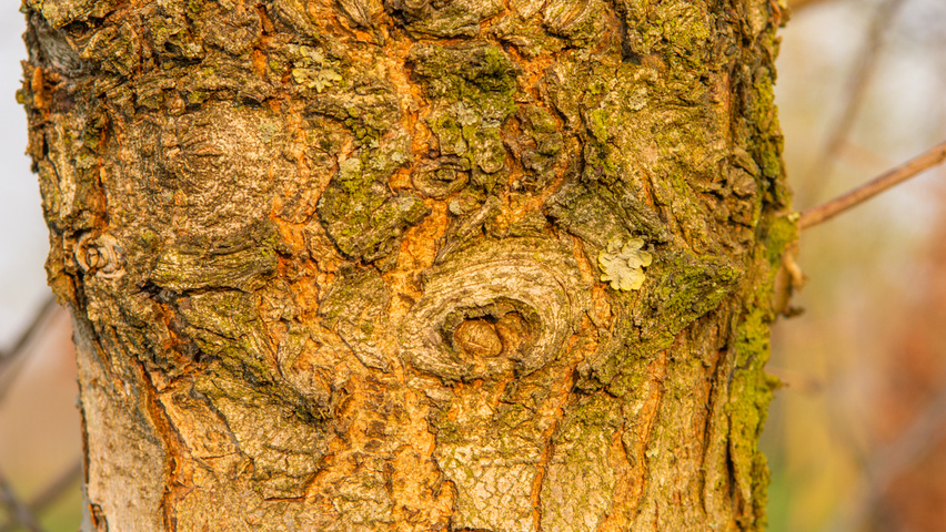 Ulmus x hollandica 'Pioneer' bark