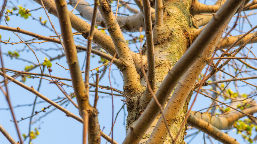 Ulmus x hollandica 'Pioneer' bark